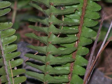 Nephrolepis cordifolia / Felce cordifolia